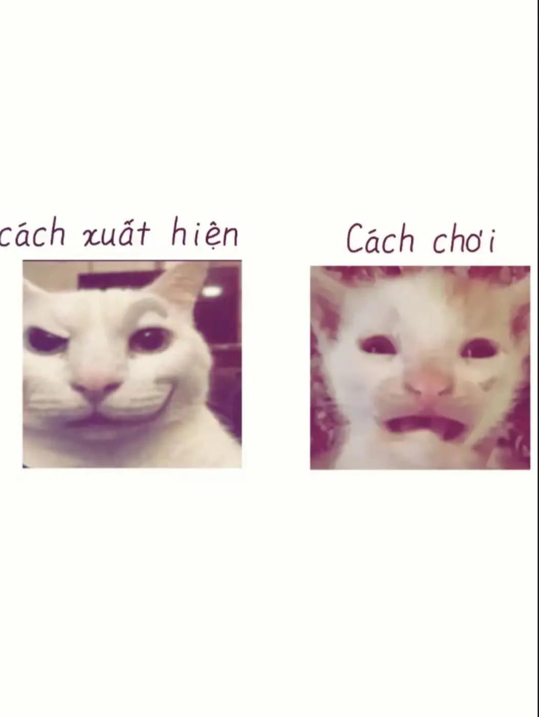 @tientrung.love_