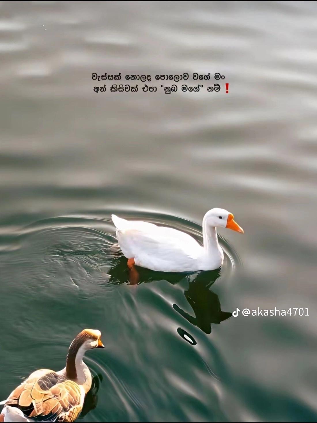 @🌺🌻🦋හිම දේව්දුව🌻🌼🦋