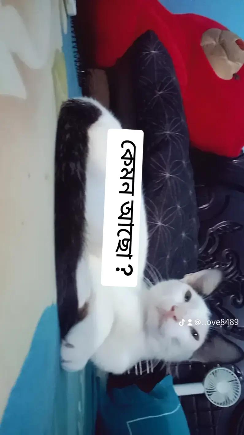 @ᥫ᭡ᏞꫝᴹՄ𐙚♡