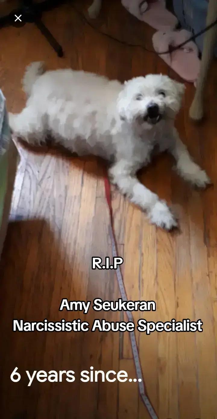 @AmySeukeran
