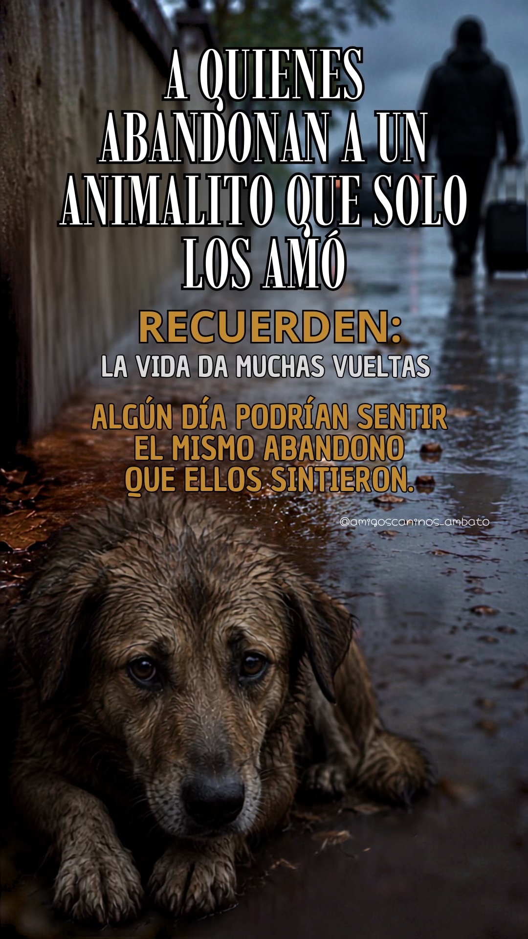@Amigoscaninos_Ambato