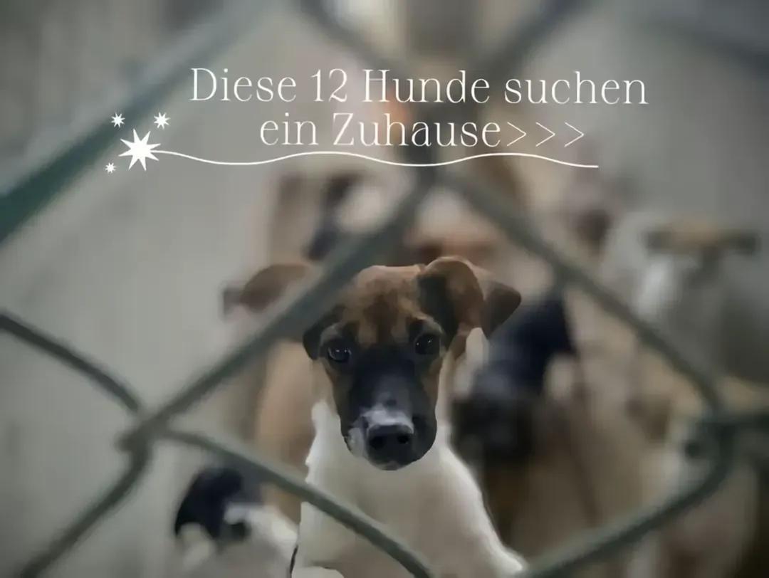 @Bao_En_Temple_animalrescue