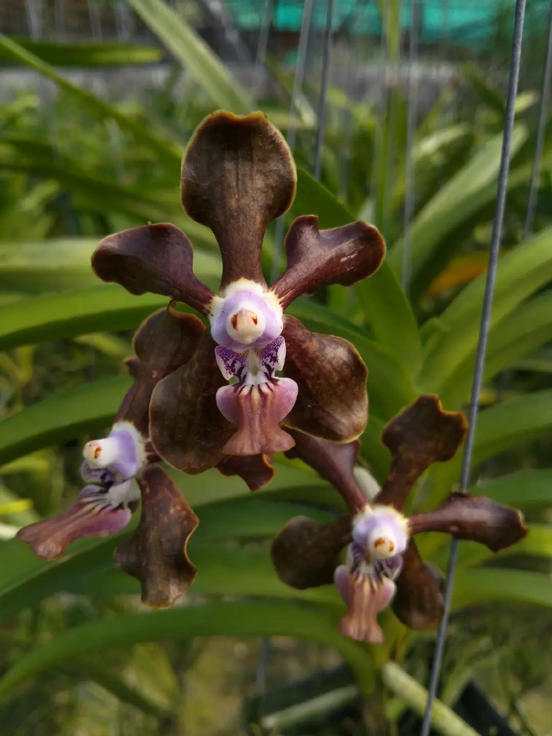 @Bani Orchid