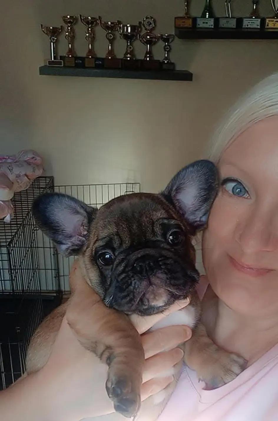 @Bosphorus Bulls French Bulldog