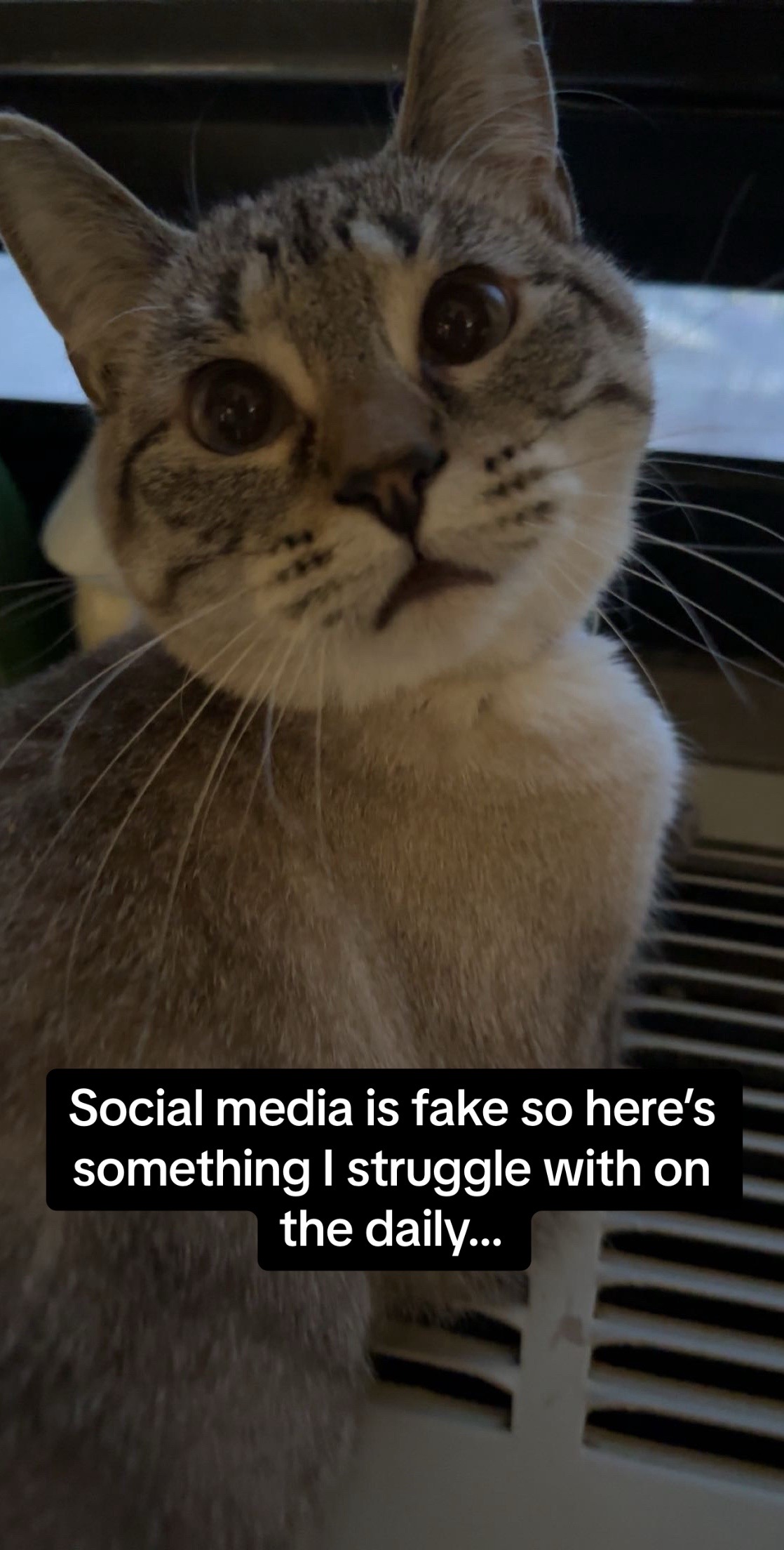 @willowthecollegecat