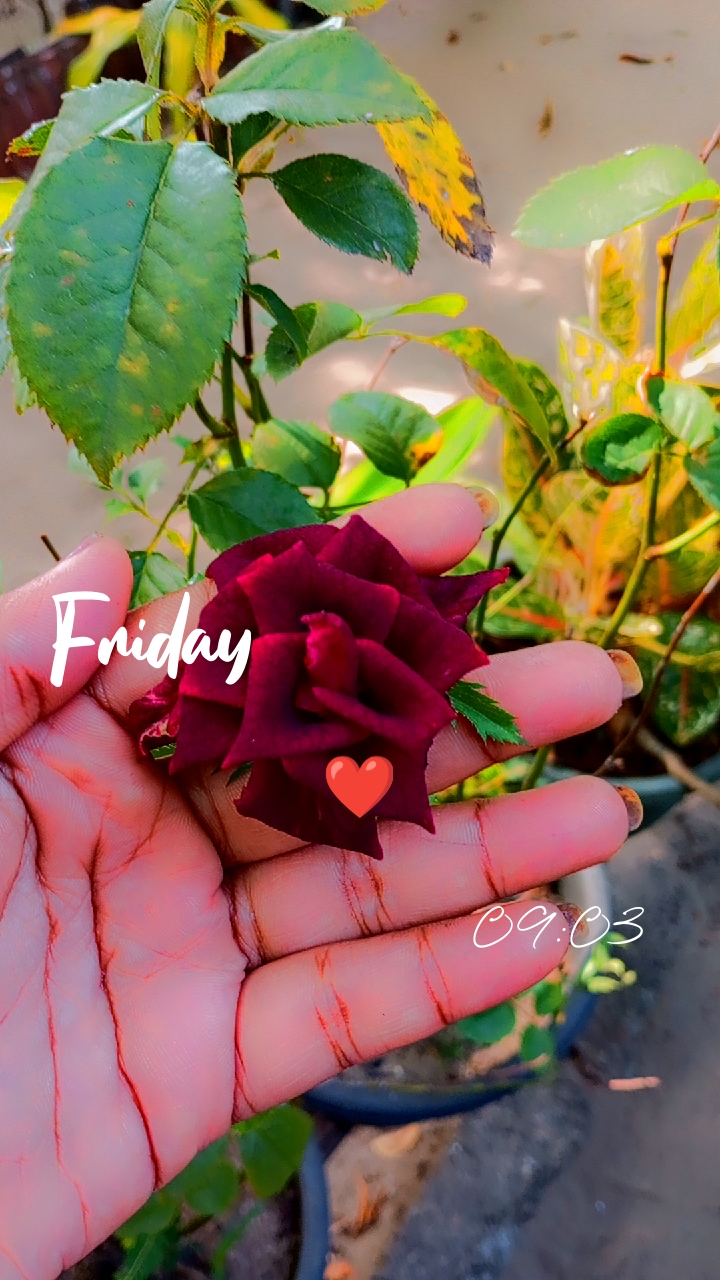 @❤️ 𝐓𝐡𝐢𝐫𝐢𝐬𝐡𝐚 𝐉. 𝐓 ❤️.