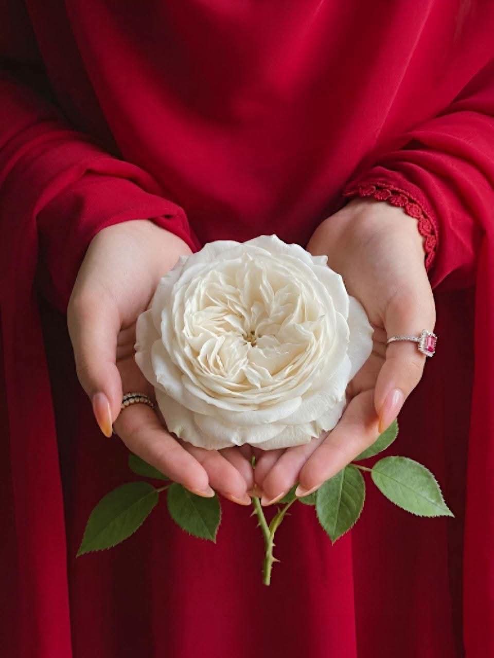 @ام ᬼ💜ر⍣⃟ـᬼـوديA༻🍰