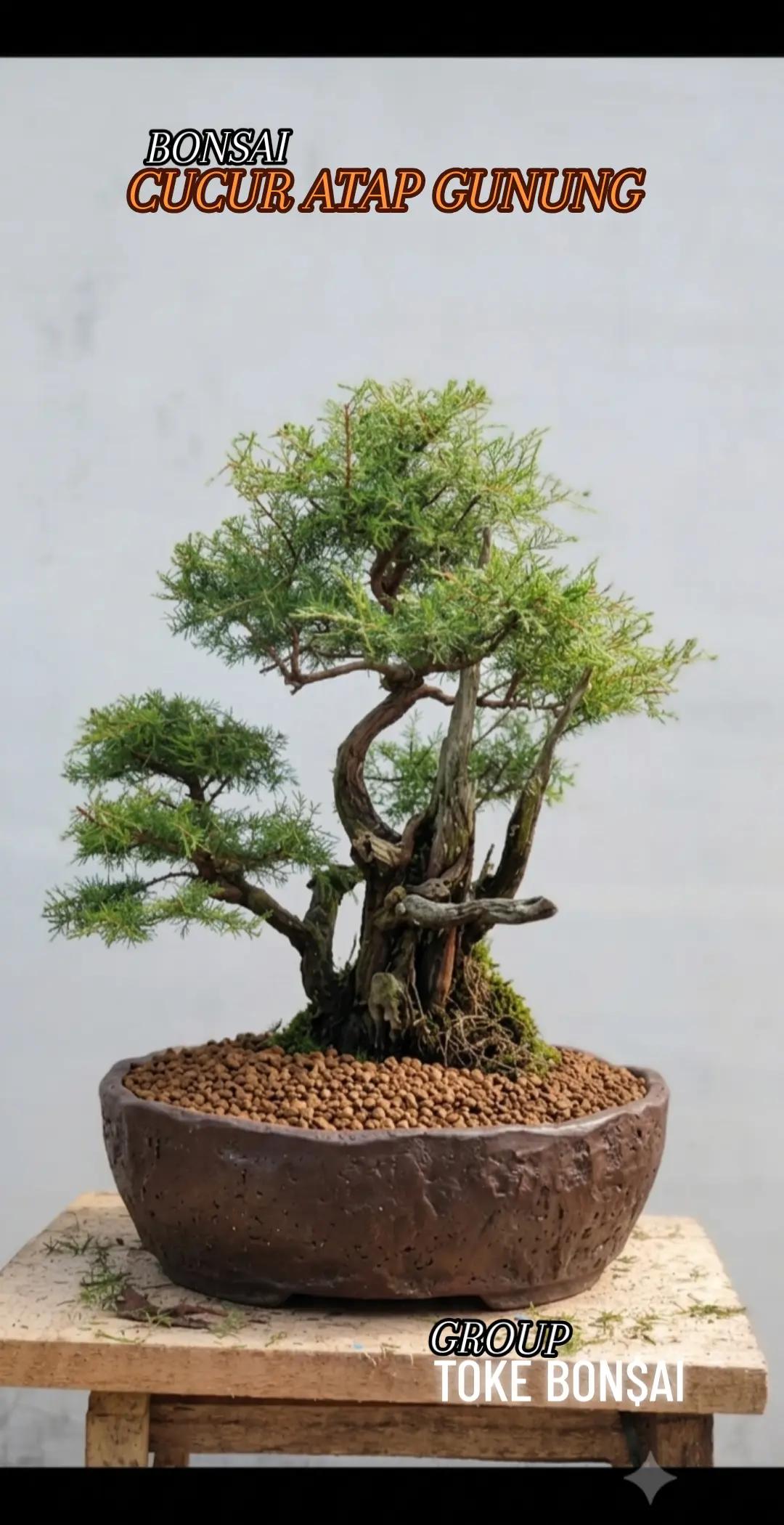 @Toke bonsai galeri