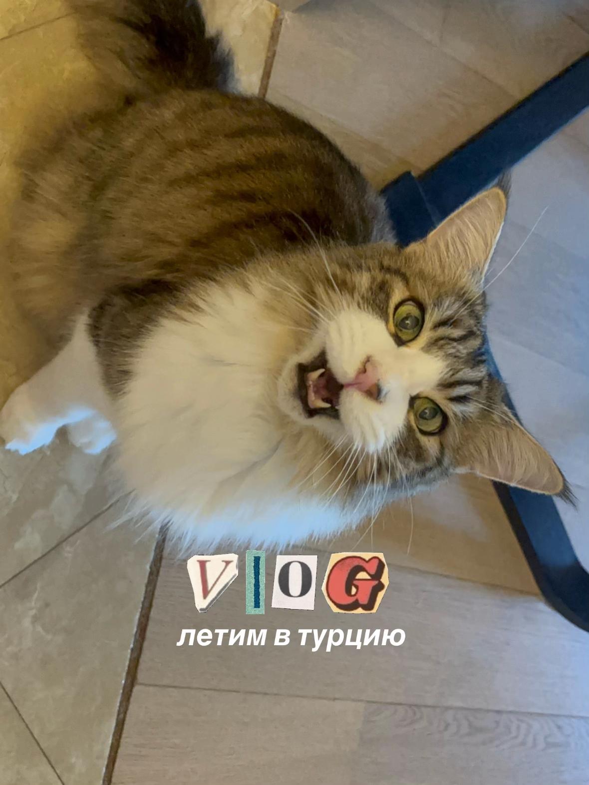 @𝓜 ᥫ᭡
