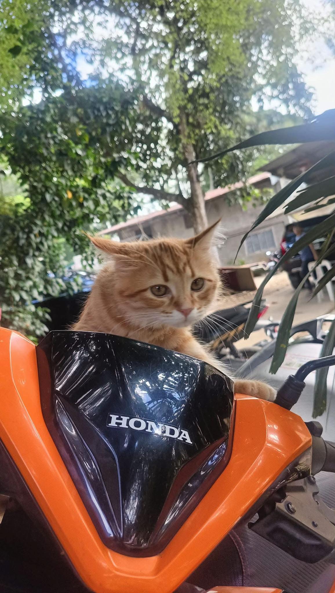 @TheCatFather