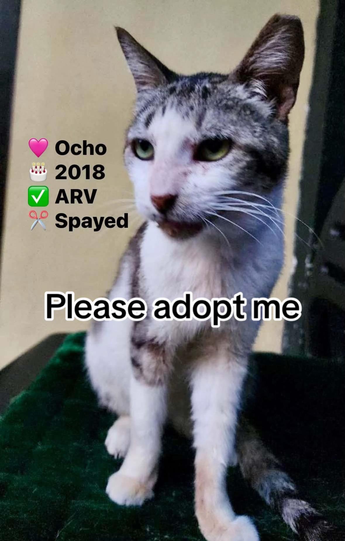 @Cats of BGC