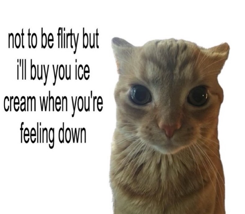 @Cat Memes