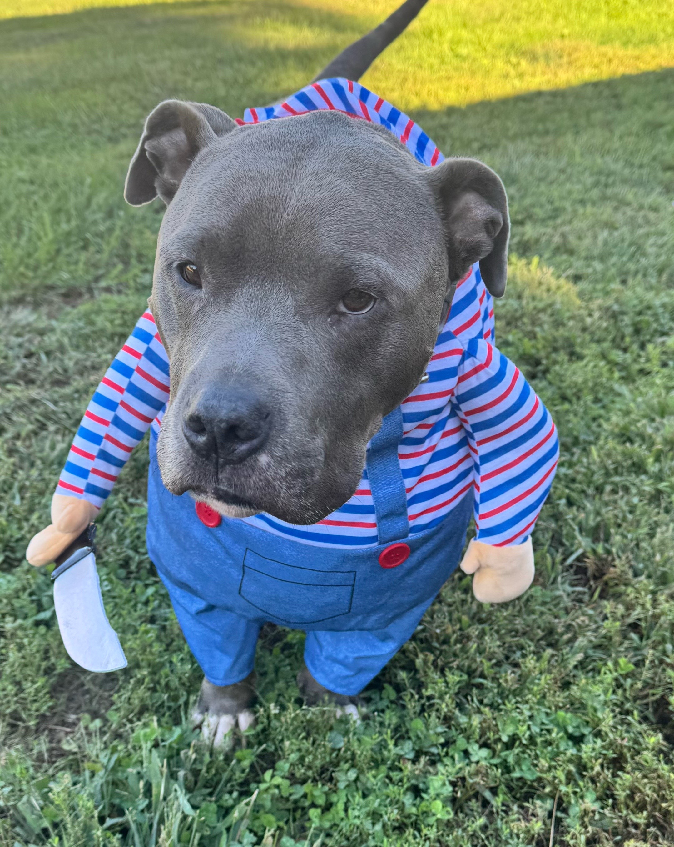 @Pittie Mom