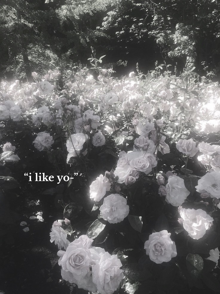 @bambi