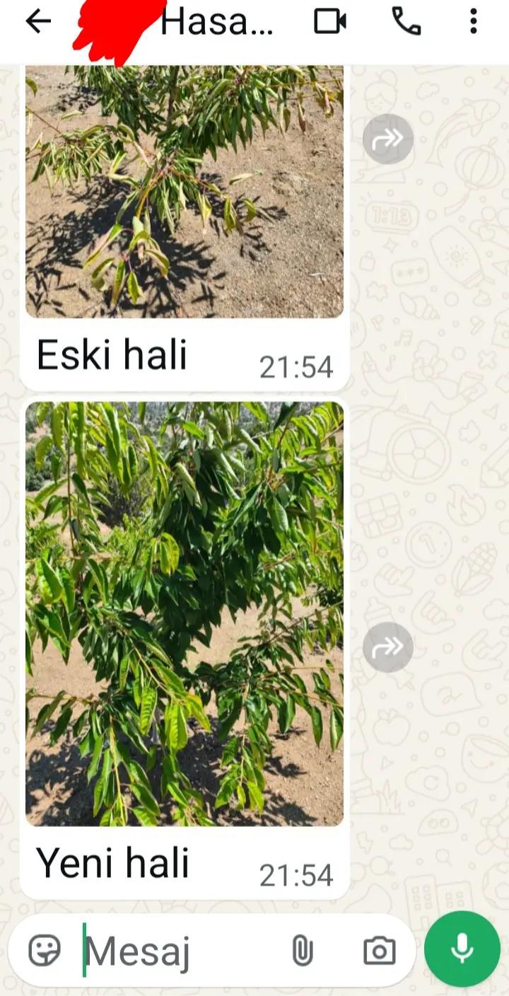 @Alanya avakado dünyası