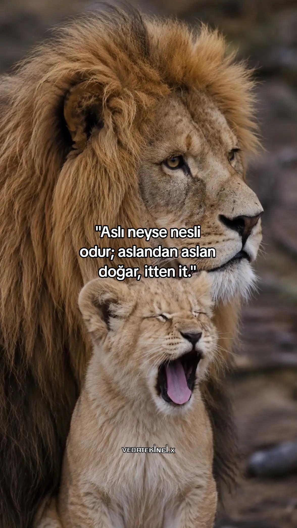 @VEDAT EKİNCİ