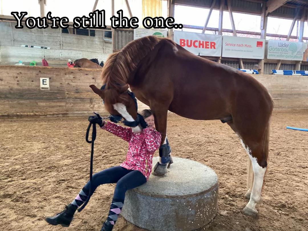 @_.coldblood.dressage_