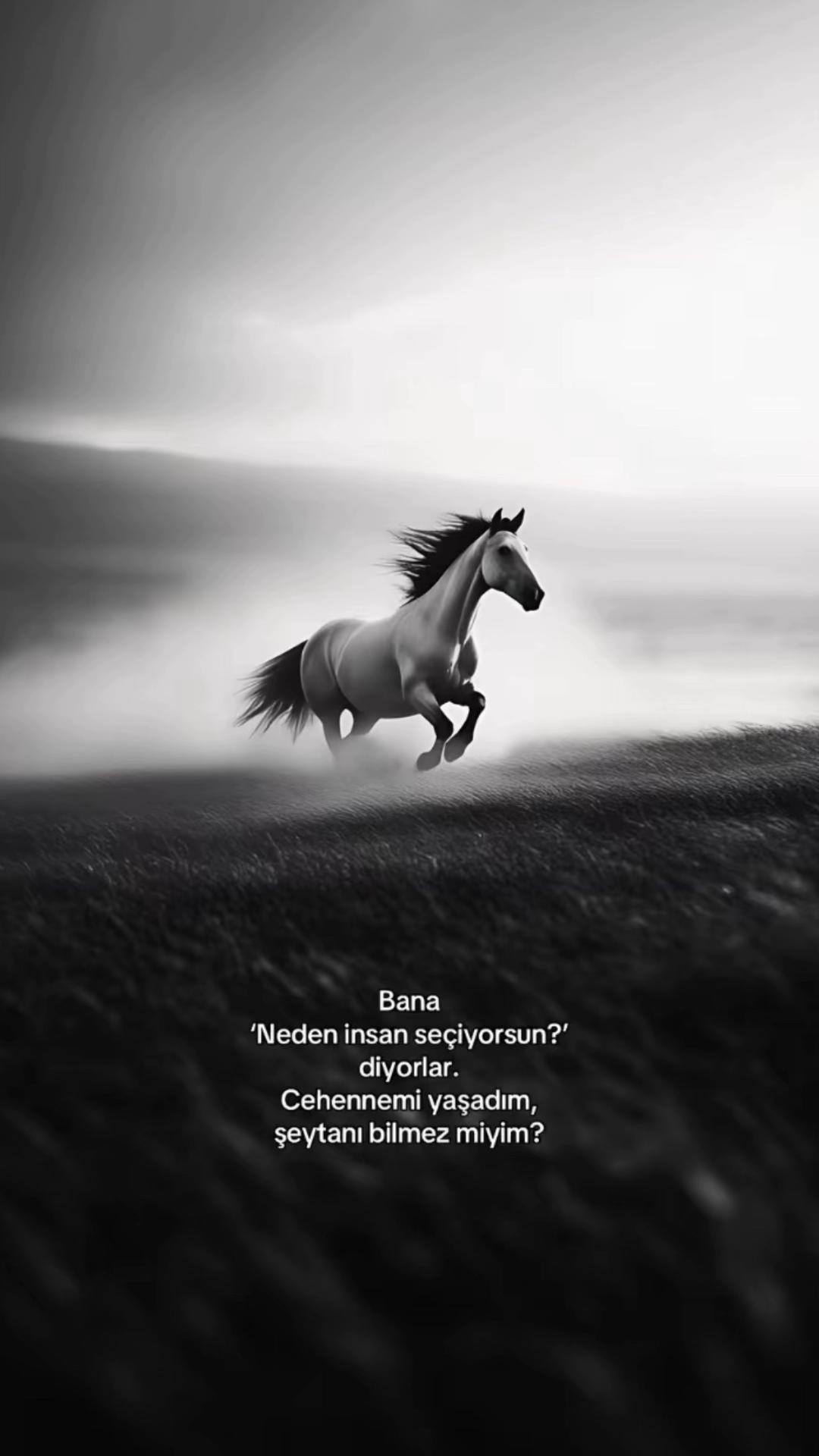 @ilyaselcicek