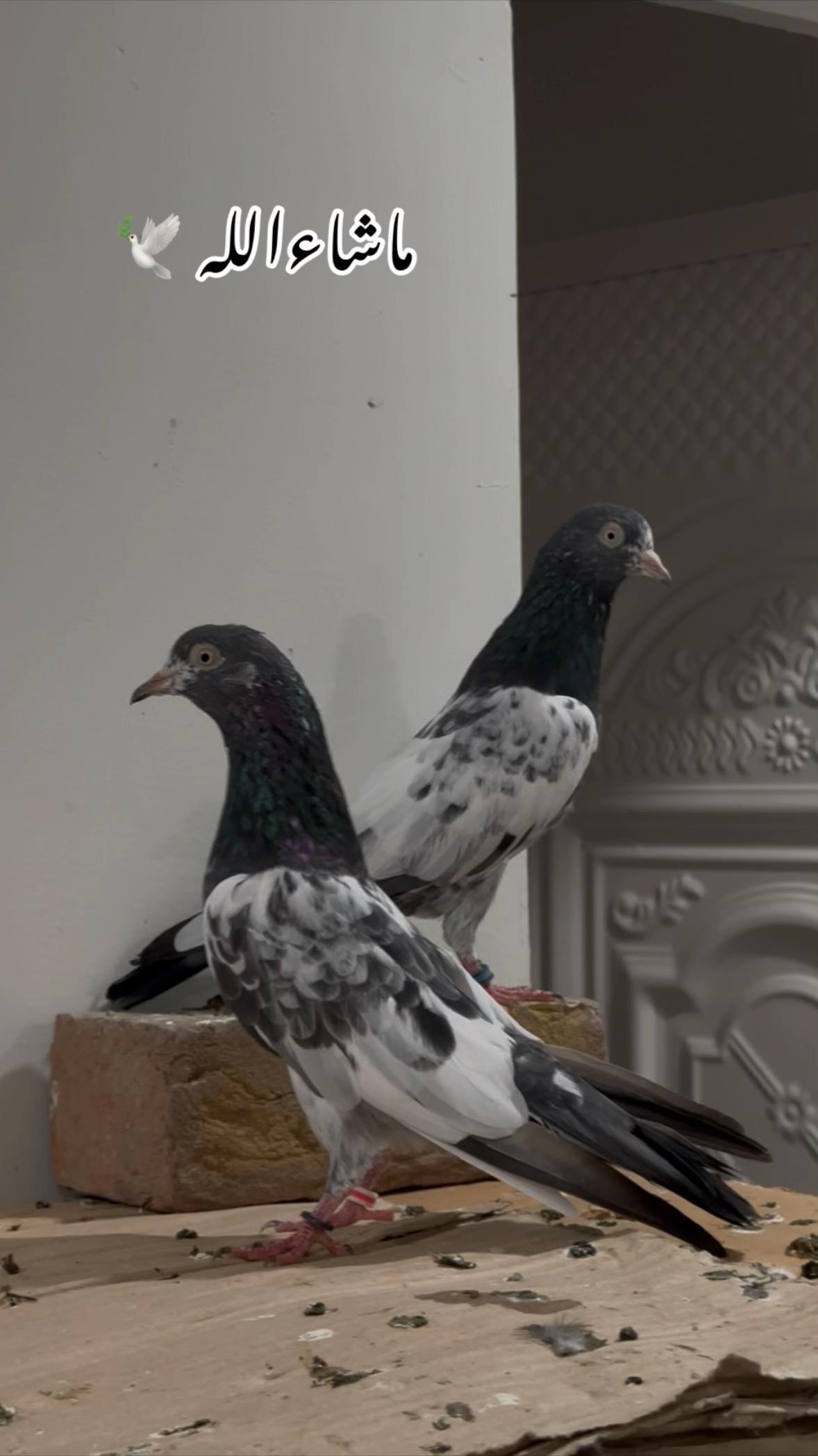 @Royal Birds 🕊️👑