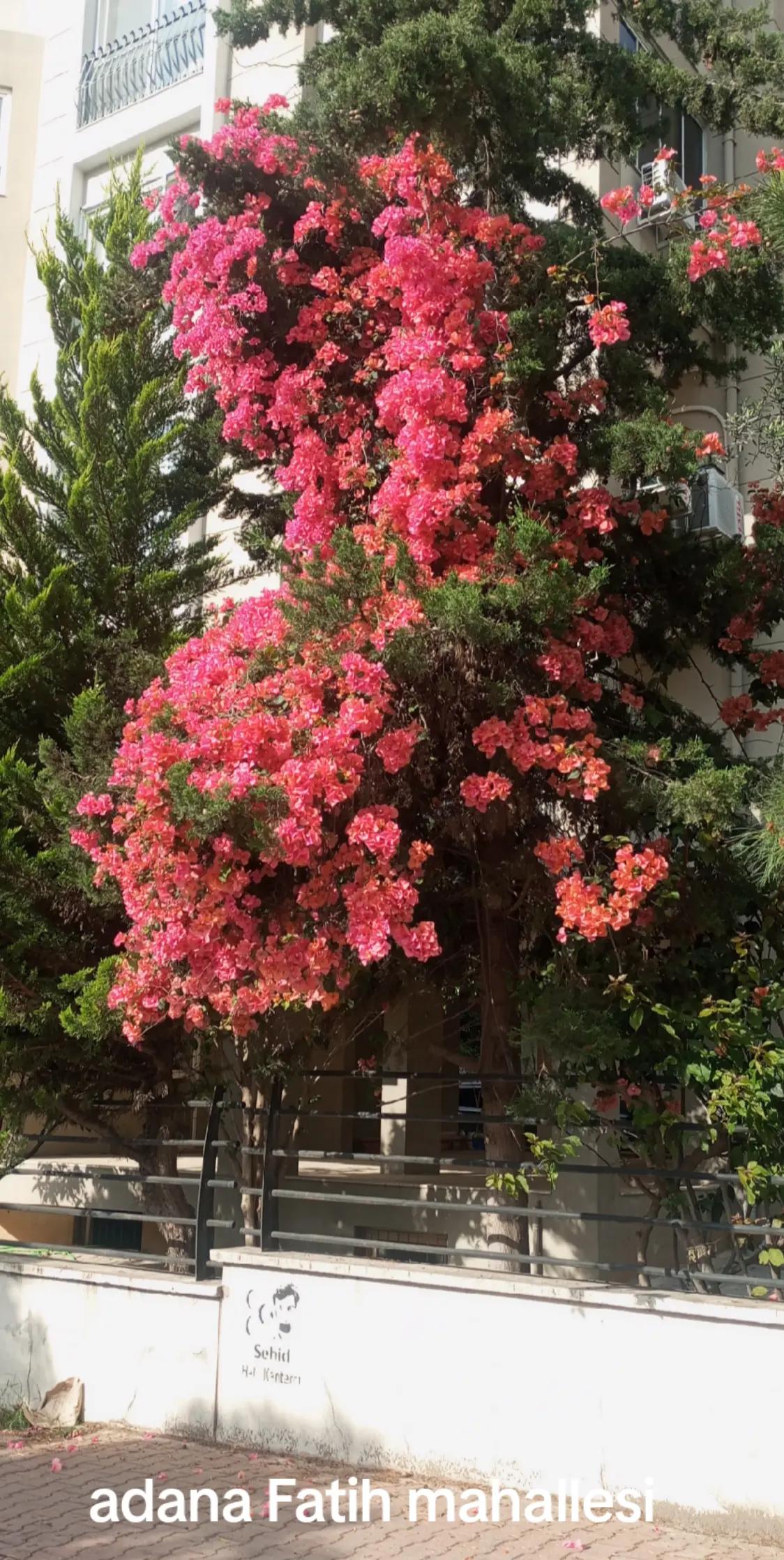 @hanım ağa