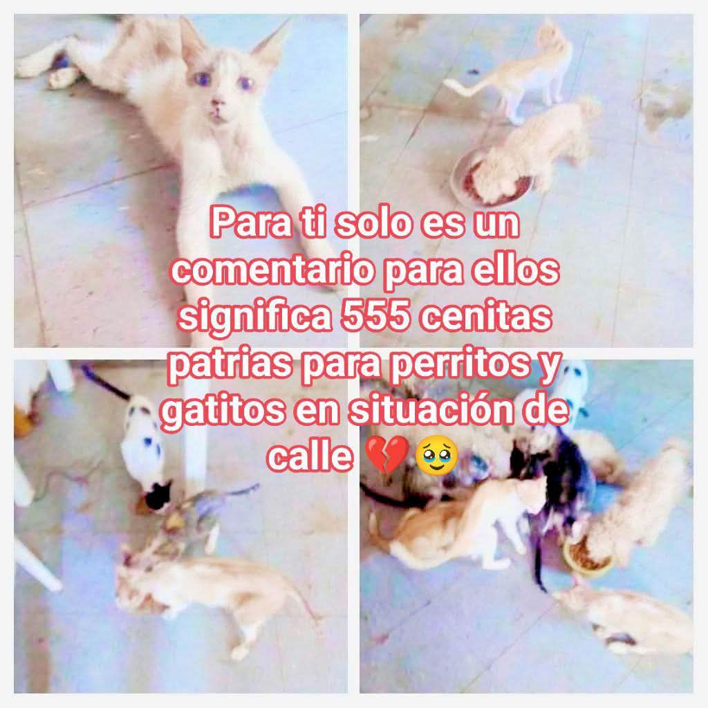 @Adriana Torres ACTUE