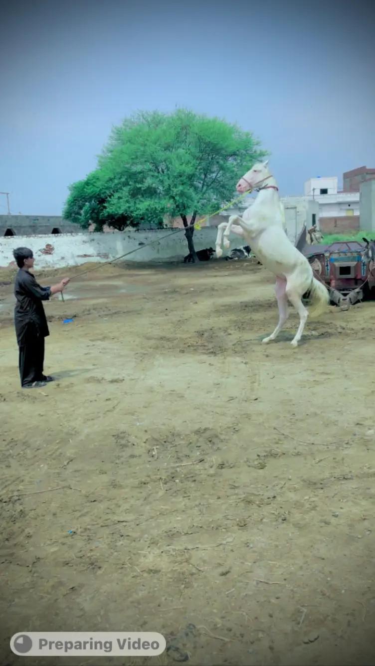 @majid kataria