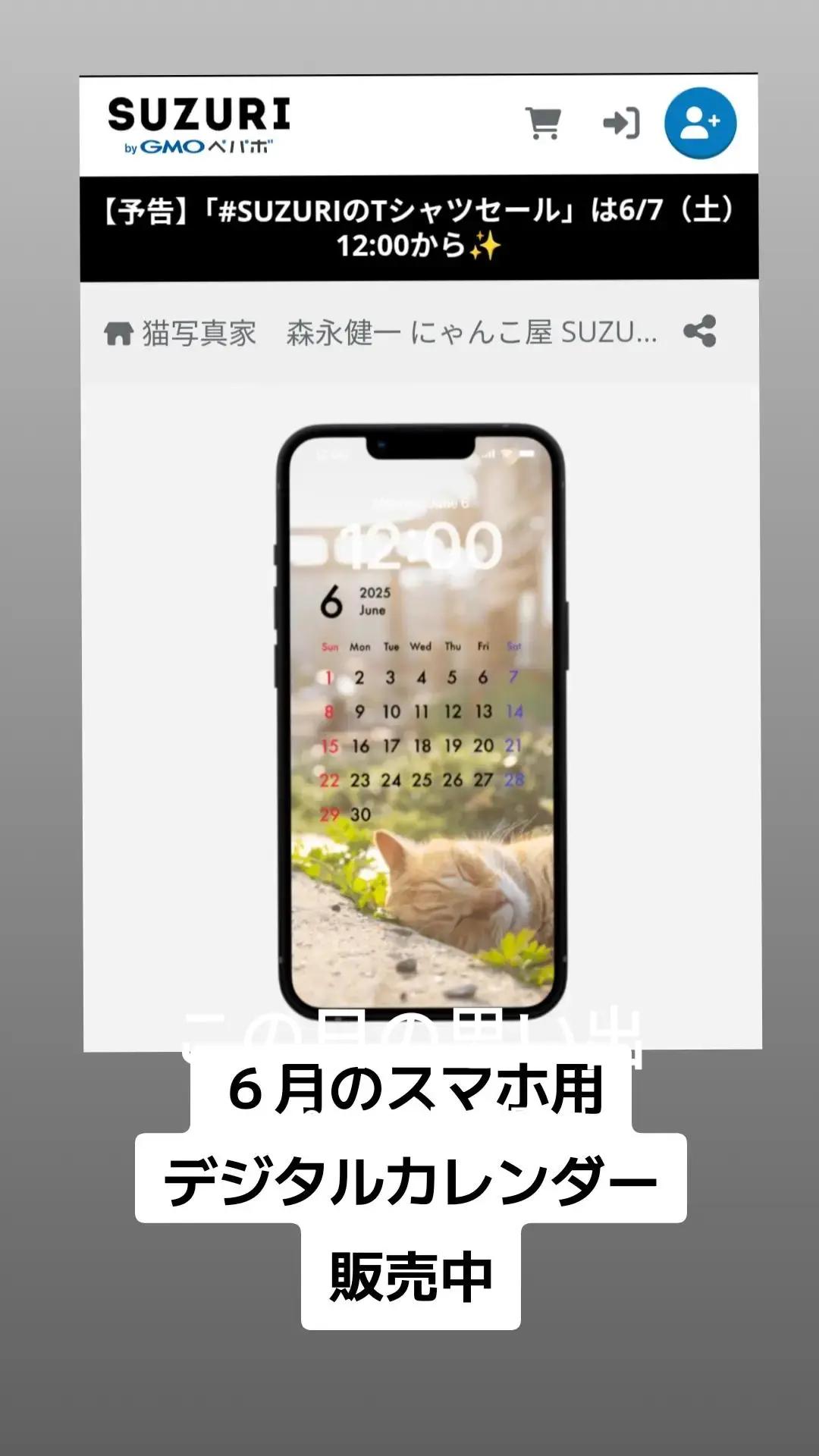 @猫写真家 森永健一