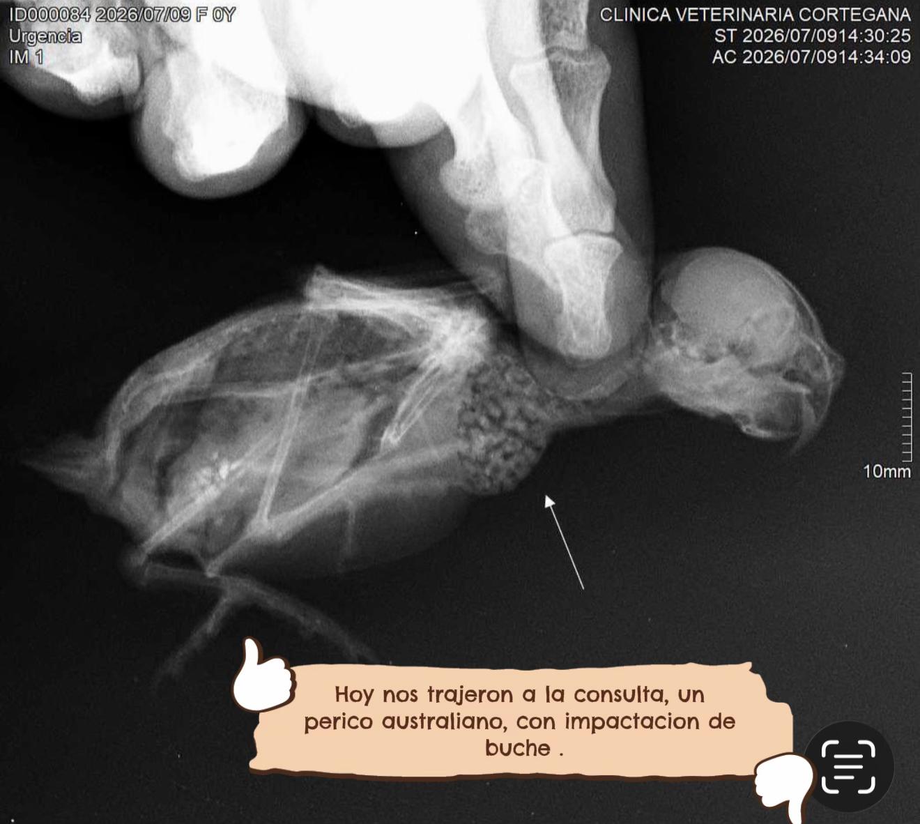 @VETERINARIA DR. CORTEGANA