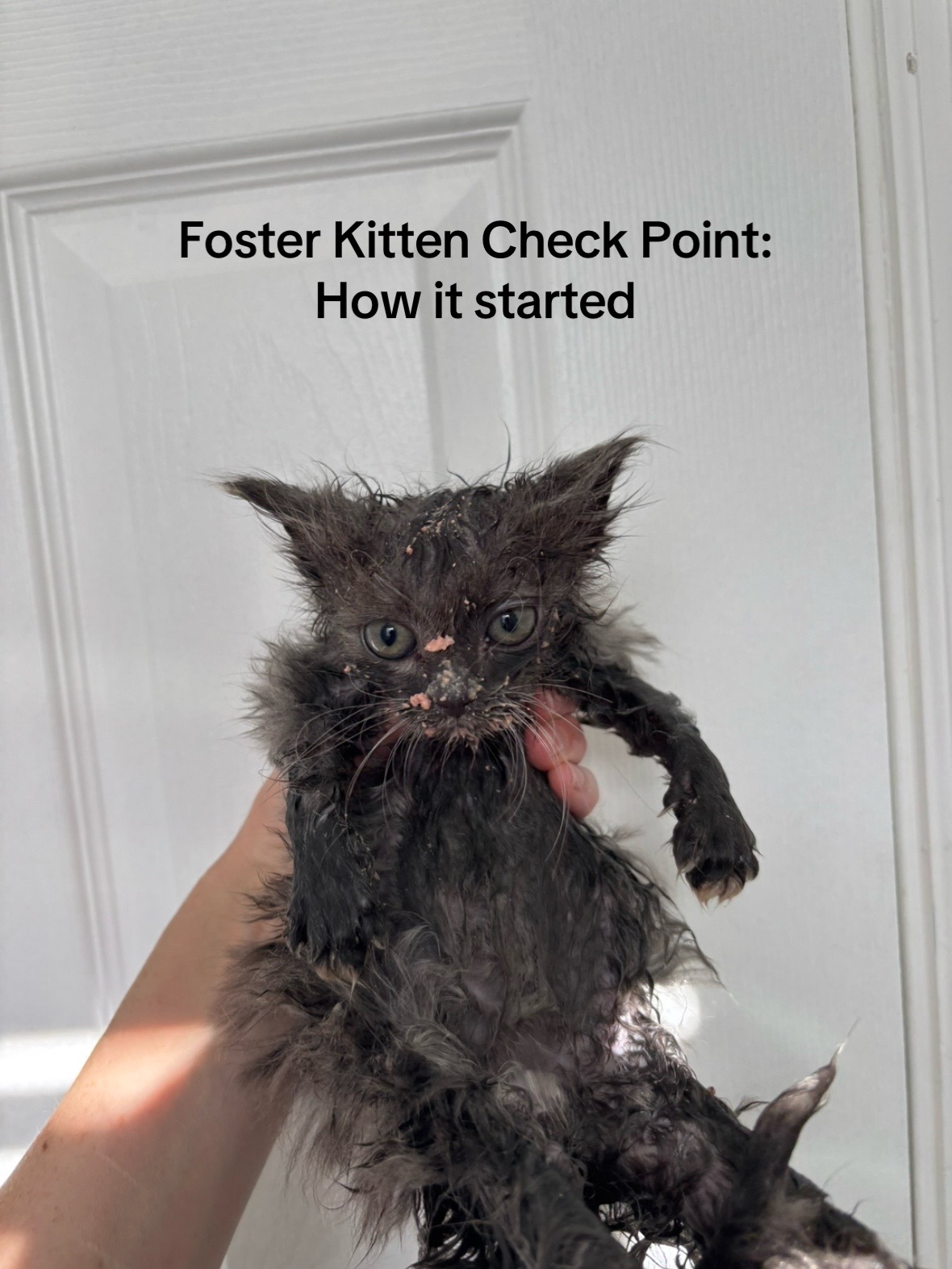 @Christina | Cat Rescue 🐾