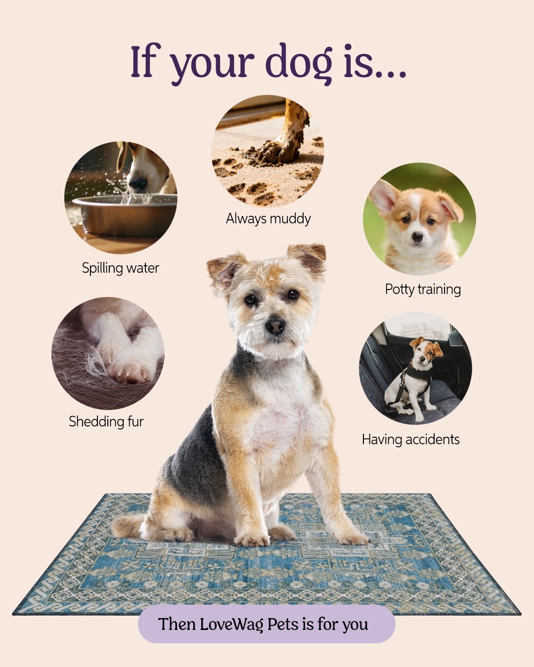 @Lovewag Pets
