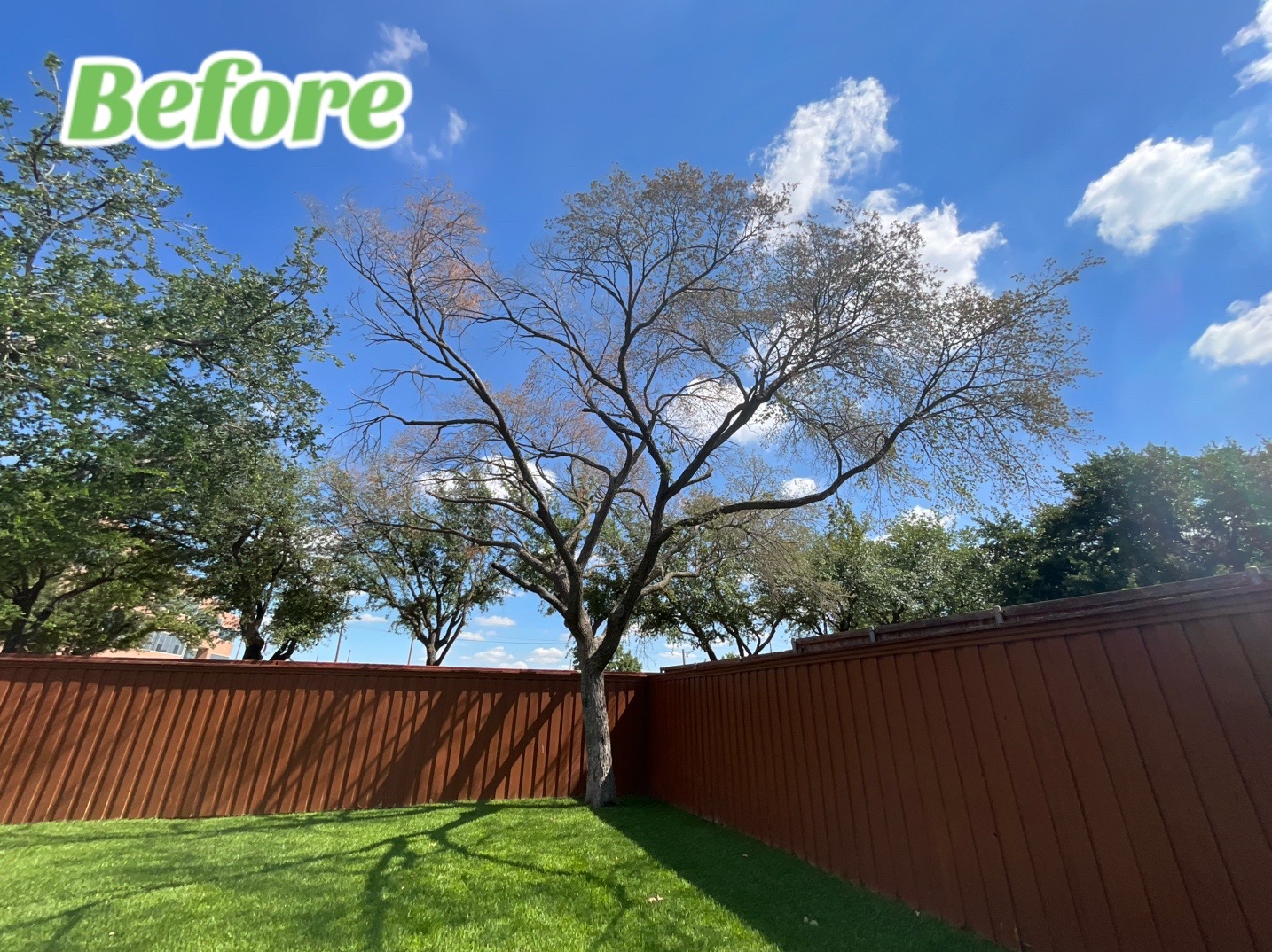 @Live Oak Tree Service