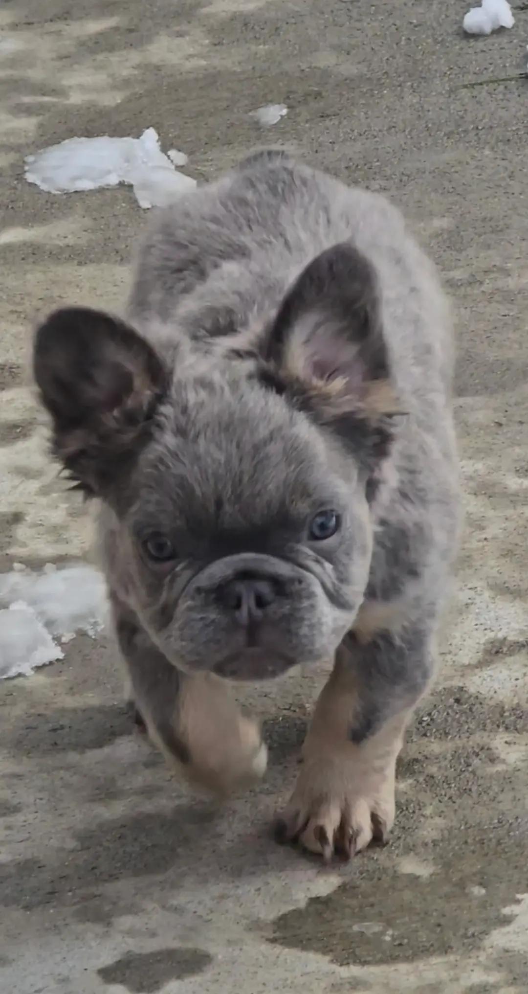 @MileHigh_Cane_Corso