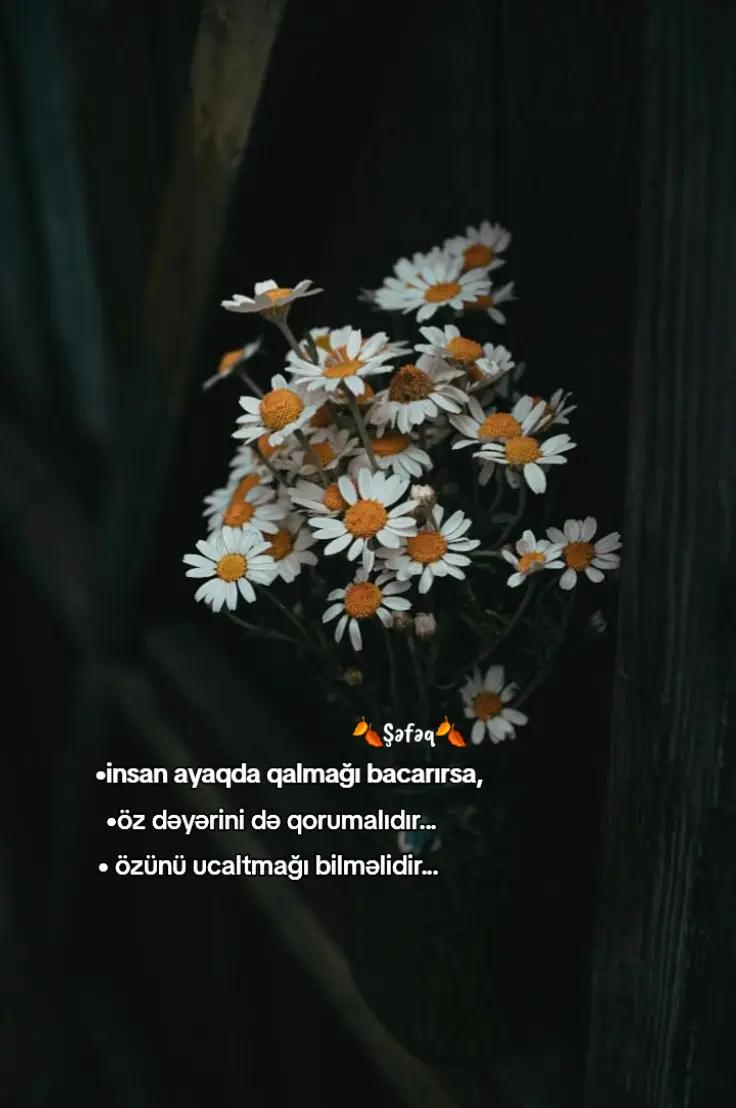 @🍂ŞƏFƏQ🍂