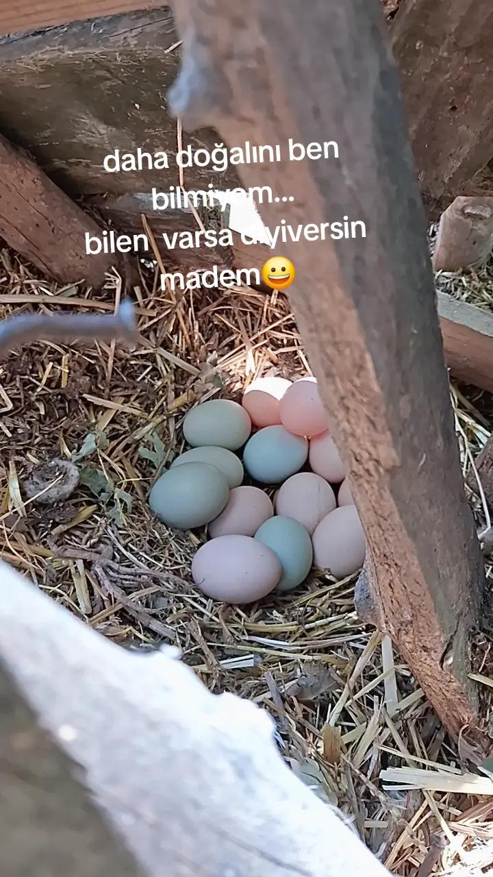 @Serap ince çiftliği