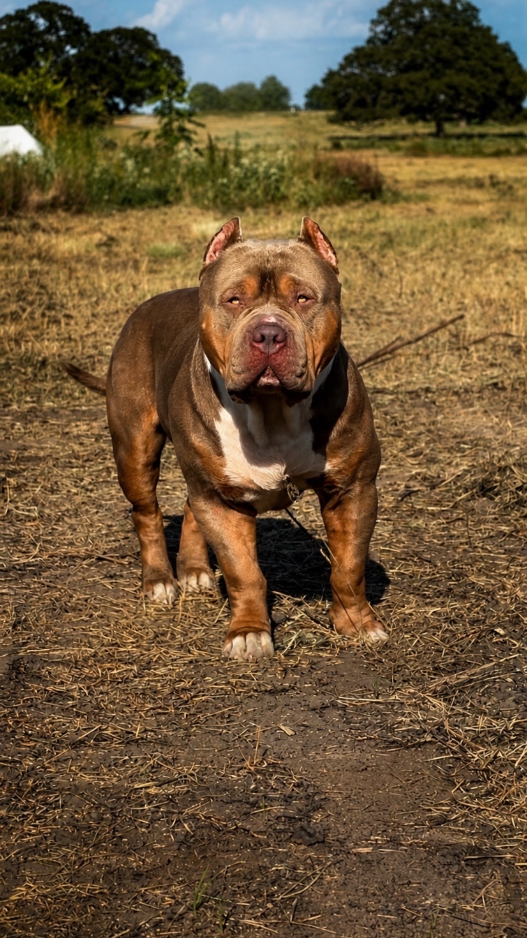 @Dtx_dogkennels