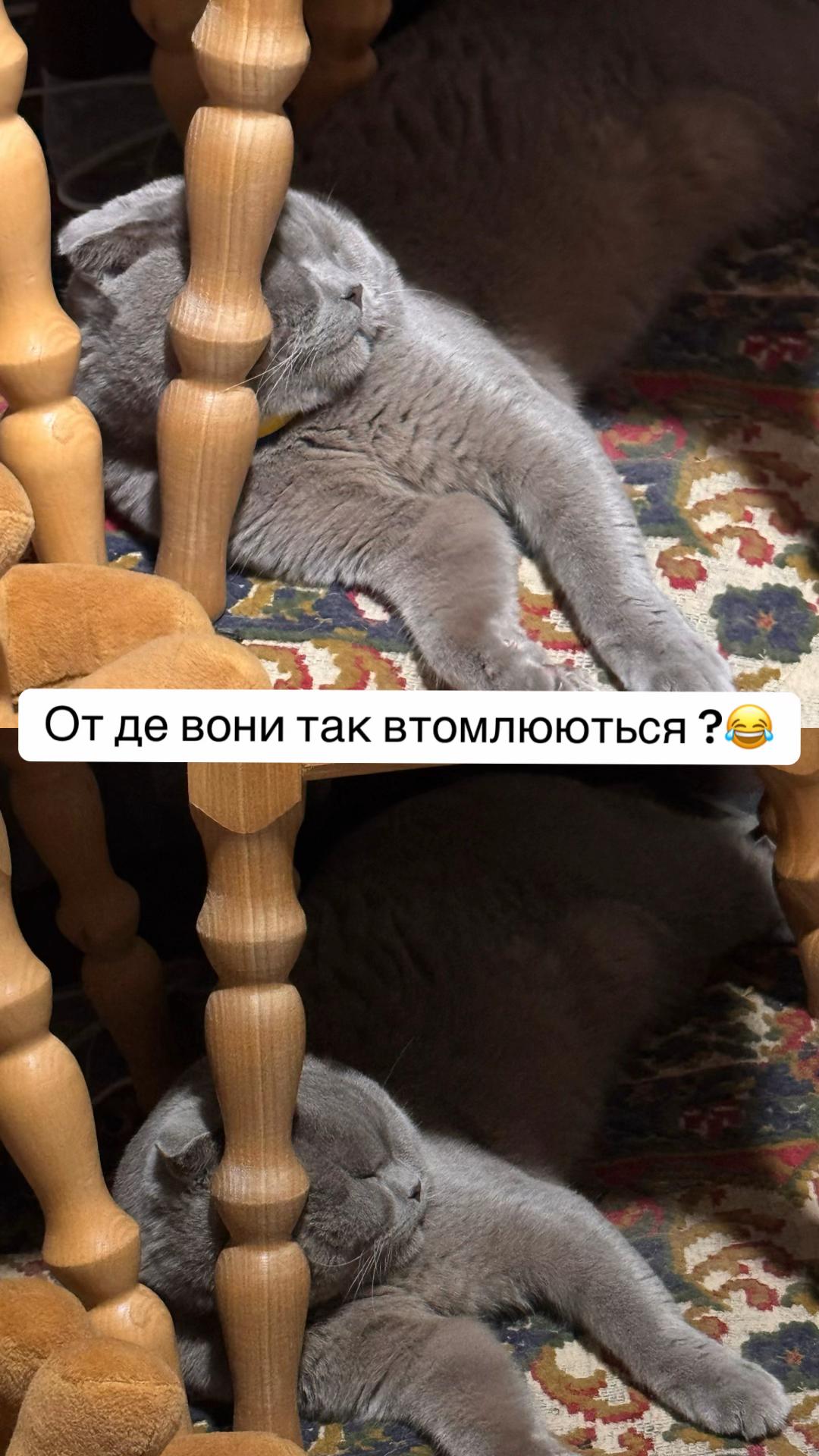 @𝑨𝒍𝒆𝒙𝒆𝒆𝒗𝒏𝒂_🕊️