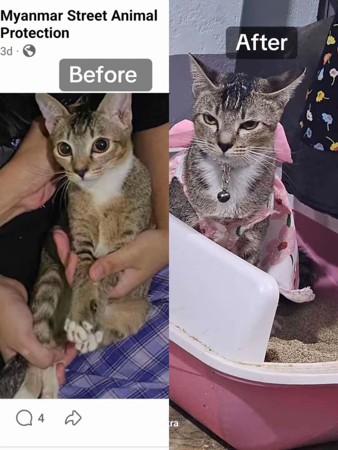 @MyanmarStreetAnimalProtection
