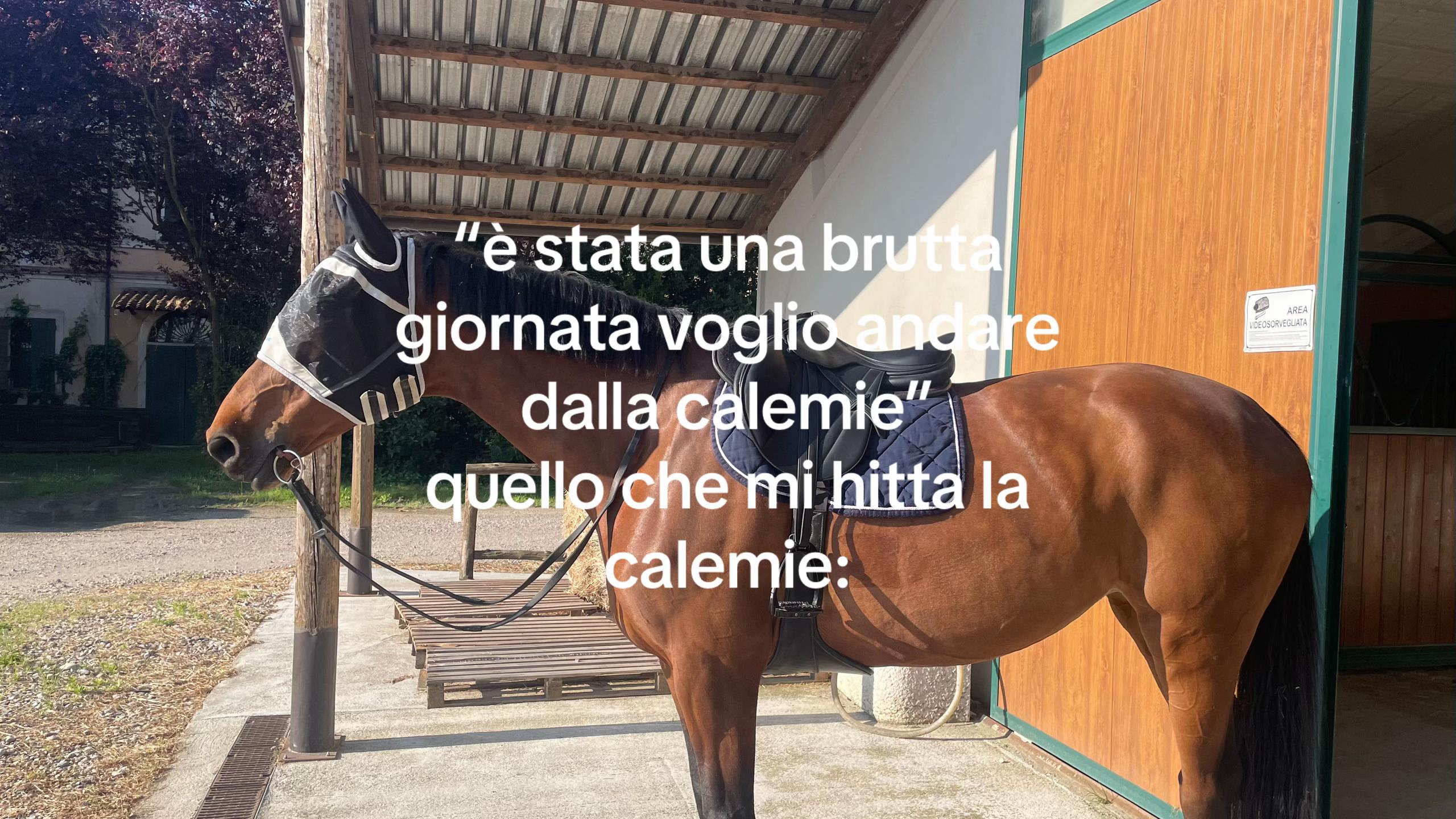 @angy