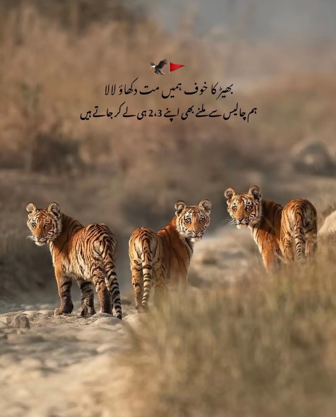 @HAIDER MUGHAL ✅