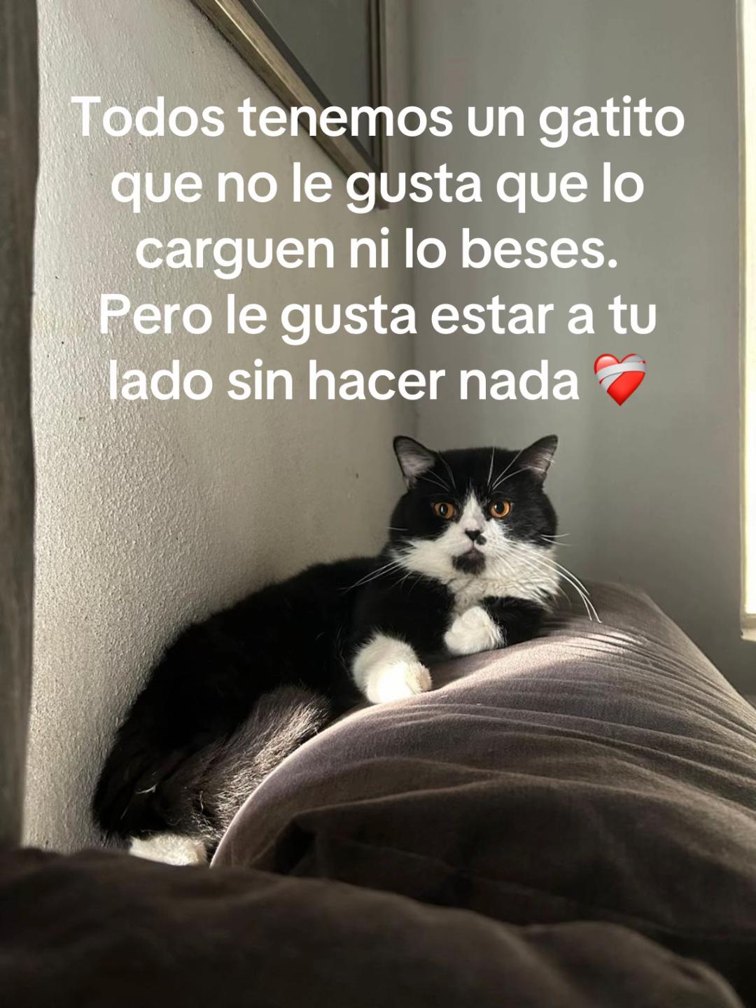 @Chat&Oro