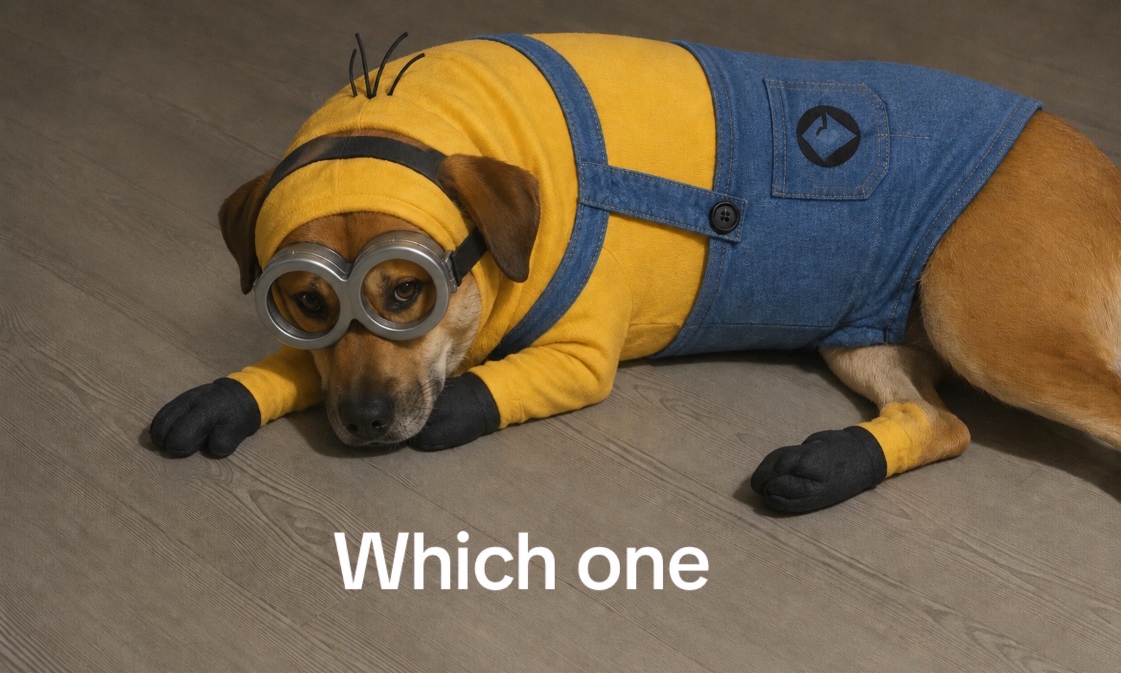 @Mydogsthebest