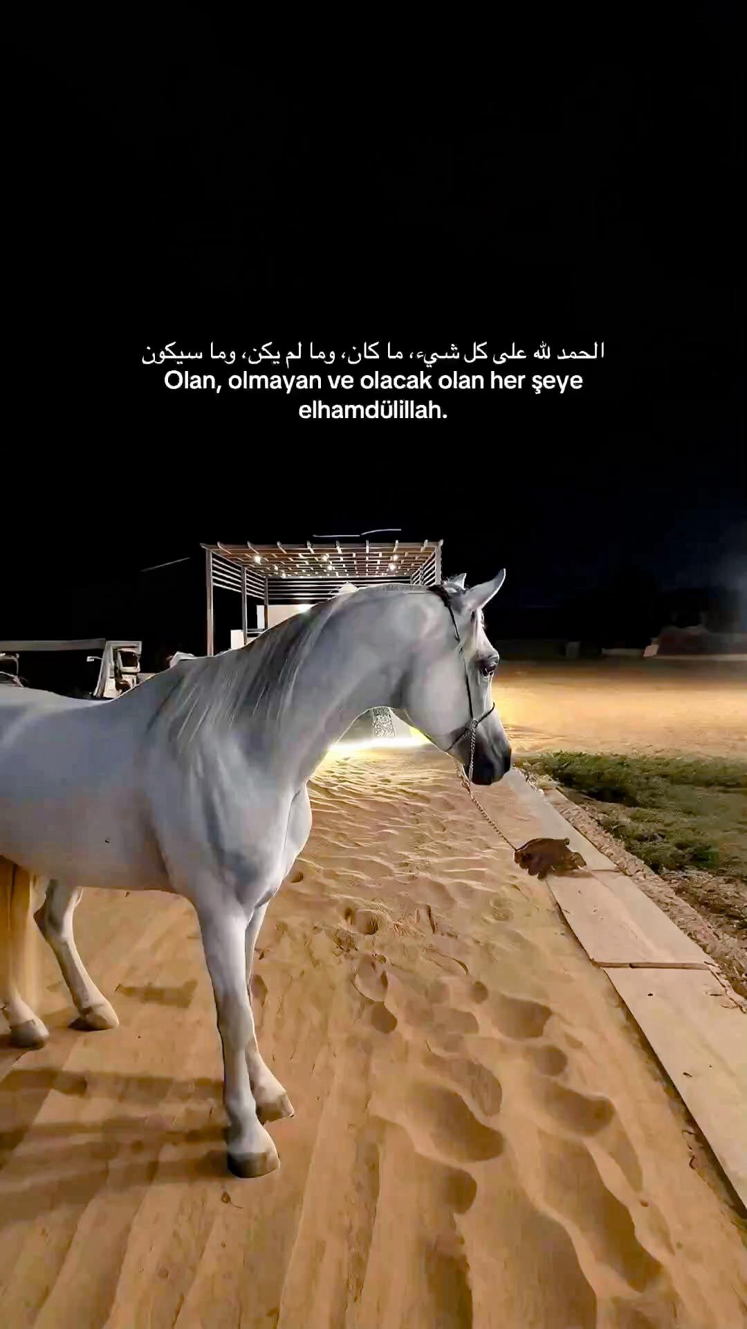 @Salem