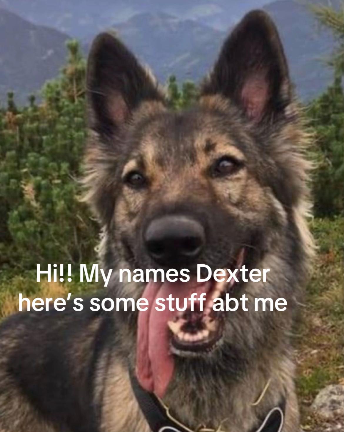 @bordercollieguy3