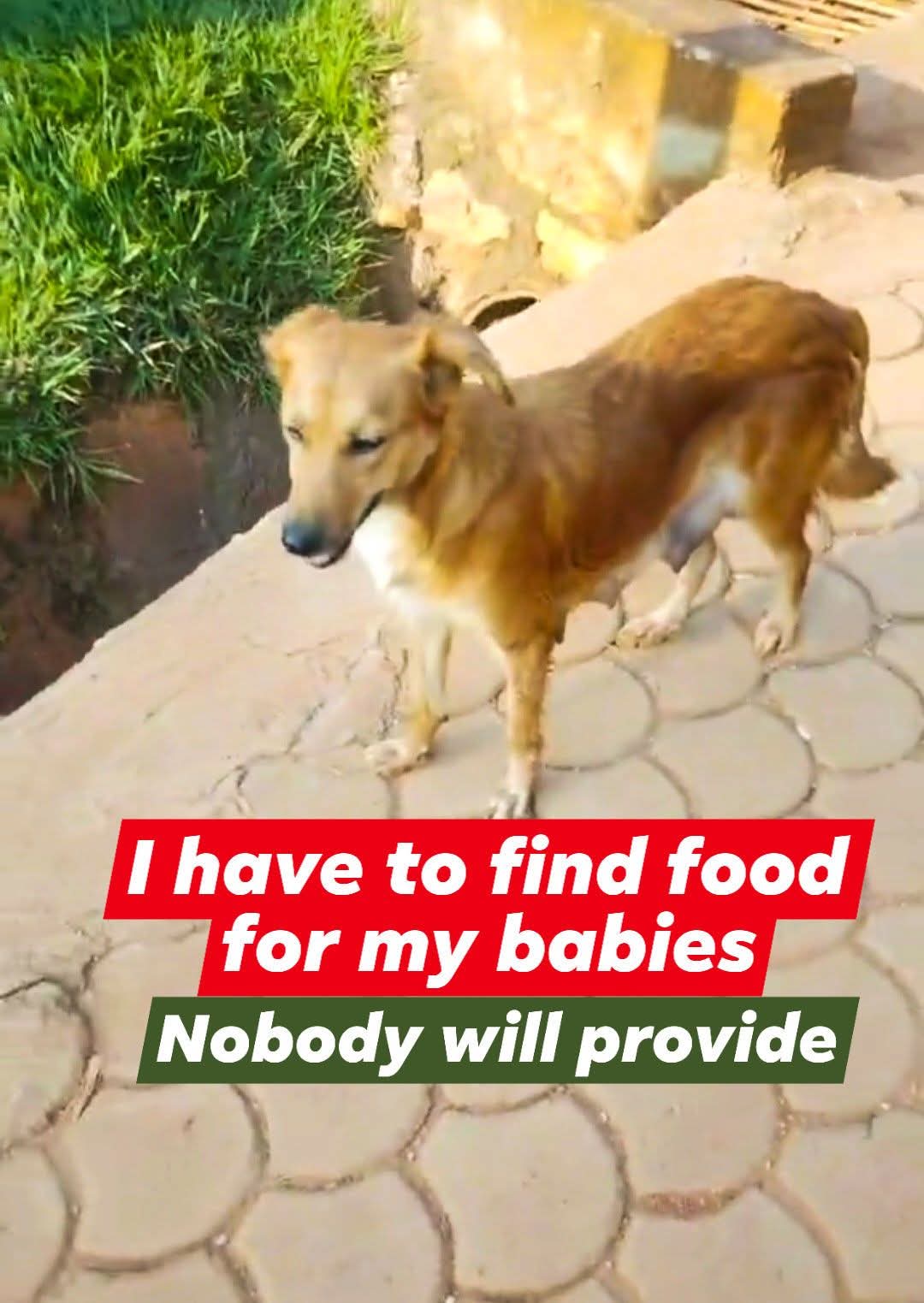 @team🌹🌹love my dogs🌹🌹🐶🐶🐶