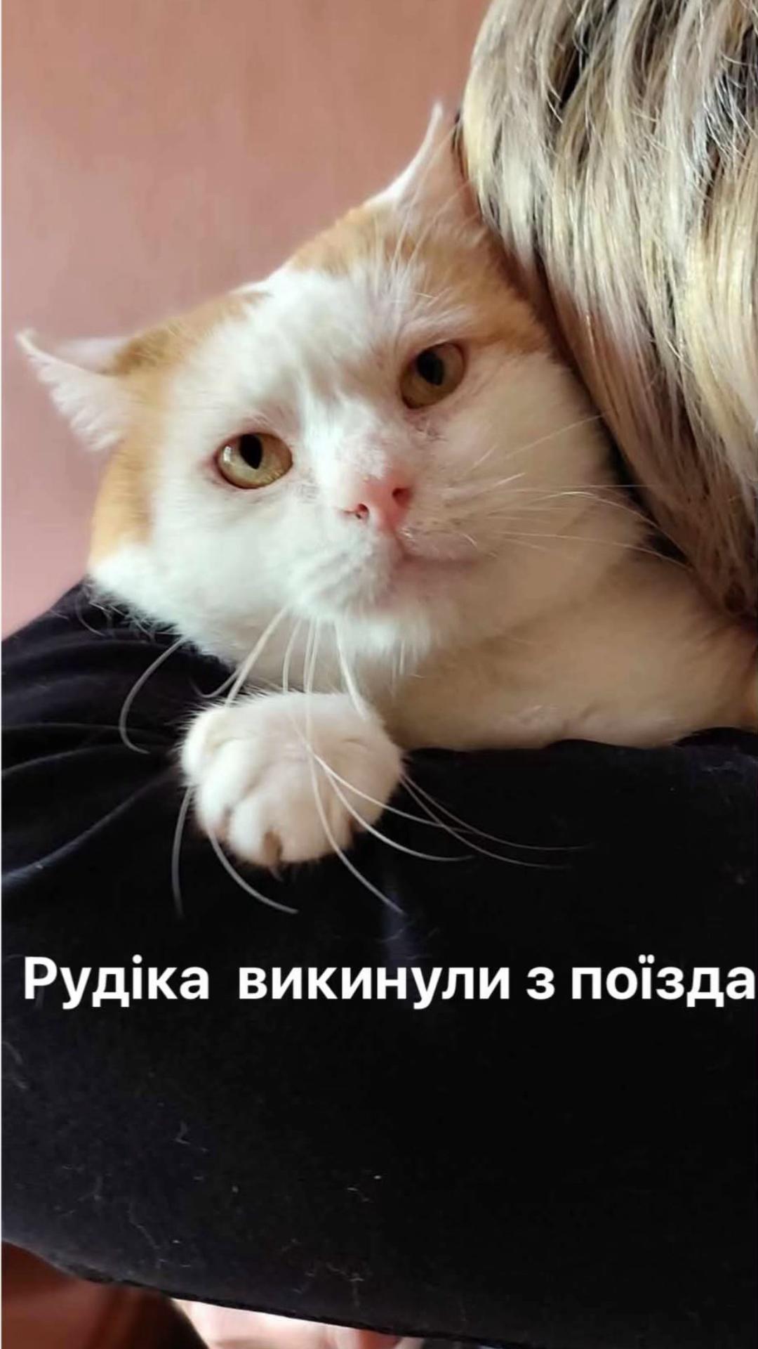 @Алиса