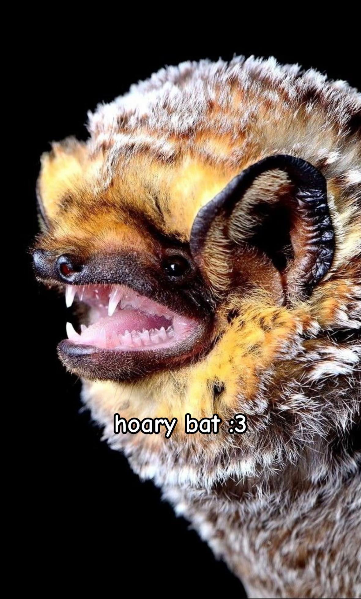 @nyx 🦇