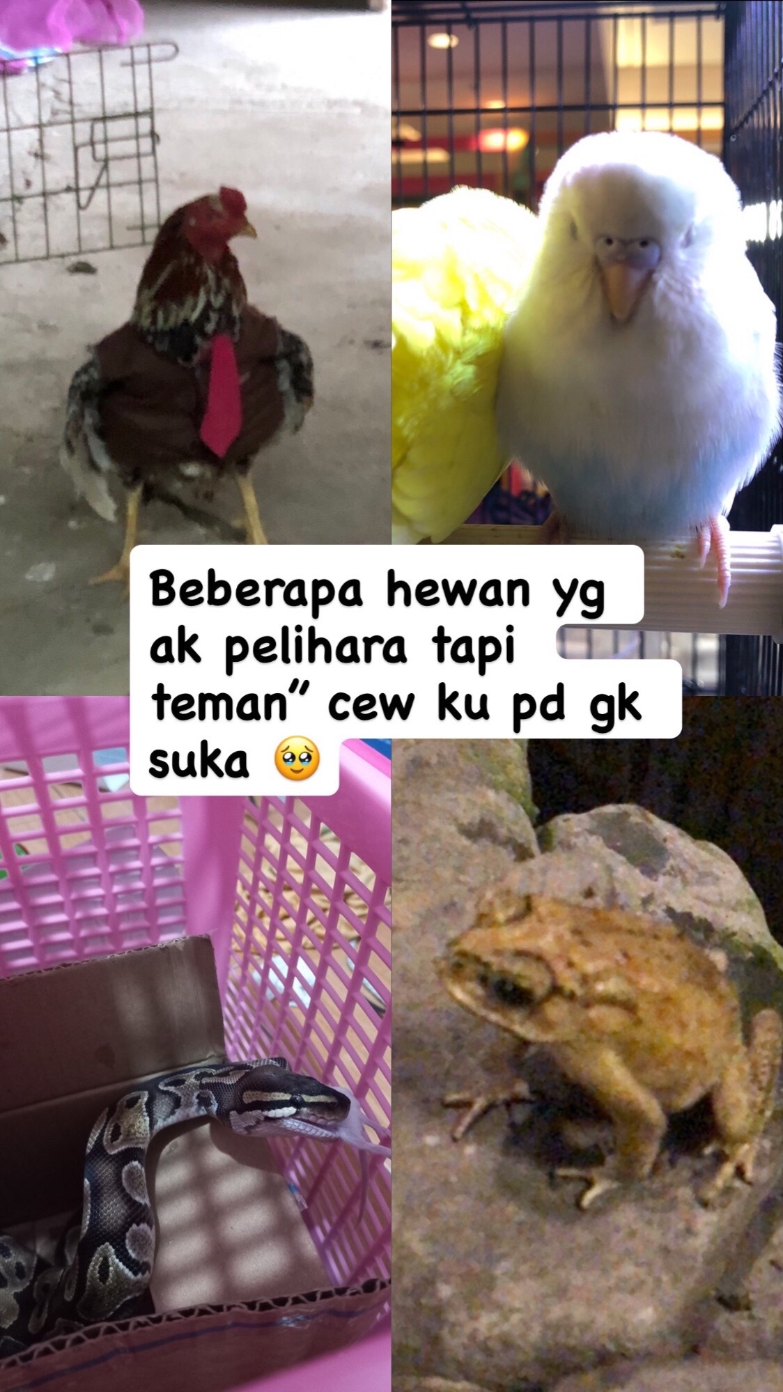 @Only human