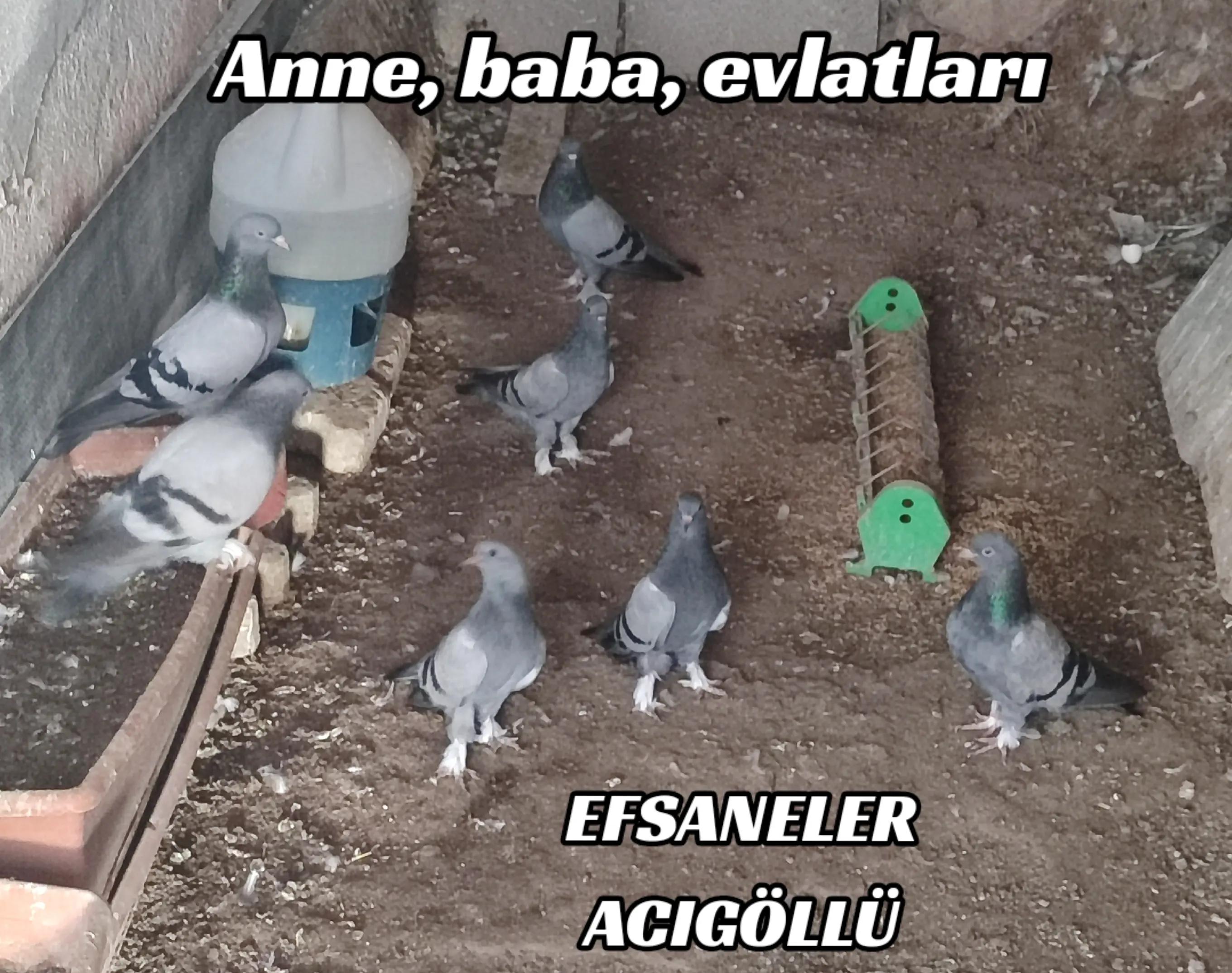 @Hacı Osman Tanrıkulu