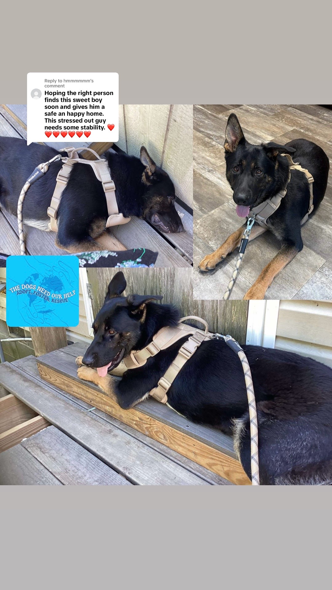 @The Dogs Need Our Help