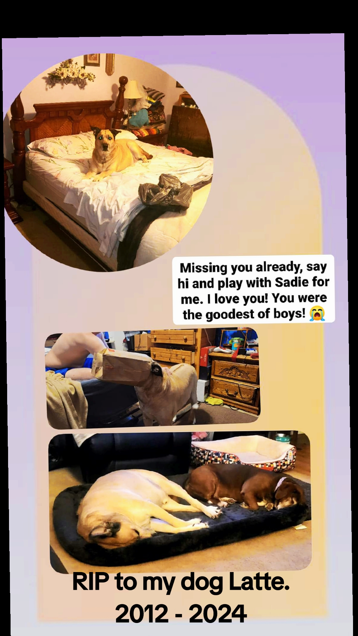 @DashTheNightFuryTaidum